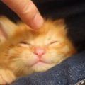 4匹の子猫→1匹ずつ寝かしつけてクッションに移動させると…笑ってしまう展…
