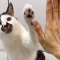 飼い主の前に座った猫→合図を出されると…驚きの『芸をたくさん披露す…