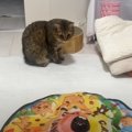 猫に『自動で動くおもちゃ』を見せた結果…あまりにも想定外な『展開の数々…