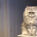 猫が飼い主の『愛を試している』時の行動5つ