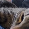 ペットカメラをのぞくと、気持ちよさそうに眠っていた猫→カメラを動かした…