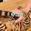 飼い主さんの帰宅がうれしい猫さん！