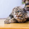 猫が『依存しやすい人』の共通点3つ