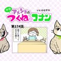 半分アメショのつくねとコナン【第174話】 「キャットタワー2」