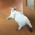 猫ちゃんは自分の名前が分かる？呼んで検証♪