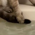 湯船に『しっぽ』が浸かってしまったことに『気づいた猫』…『まさかの行動…