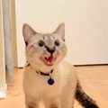 洗い物中、猫を部屋から出したら…見た目からは想像もできない『鳴き声』で…