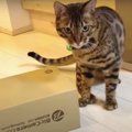 「入れないニャ…」小さな穴に顔を突っ込む猫さんたち！