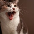 猫が突然襲ってくる原因は？関係を改善させる方法や注意点を解説