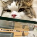 ガラステーブルの上で寝そべっている猫→『下』から覗いてみたら…とんでも…