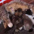 猫の親子はやっぱり最高！いつまでも見ていたい愛とモフの詰まった動…