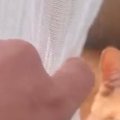 猫たちの様子を見ようと、カーテンをめくったら…予想外の『とんでもない格…