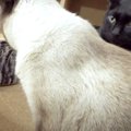 子猫時代の動画を再生！猫ちゃんたちのリアクションは？