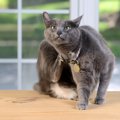 猫に多く見られる『3大アレルギー』症状や原因、対処法を解説　共通するの…