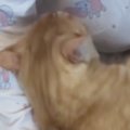 娘に抱っこされるのが大好きな猫→どうしても降りたくないようで…『可愛す…