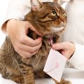 近所を歩き回る愛猫に「ファンレター」が！　大人気の「地域猫」ぶりに、…