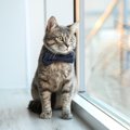 猫が『じっと外を眺める』のはなぜ？4つの意味