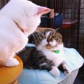 『猫さんに注目してみると…』なんだかおもしろいことが発生！？