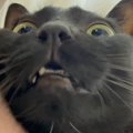 ご飯待ちを始めるのが早すぎた猫→『まだだよ』と言われ続けた結果…ま…