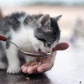 猫がエサを掘る！？その行動の意味と対処法