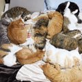 猫にベッドを占領されたときの『飼い主の寝る場所』を紹介したら…まさ…