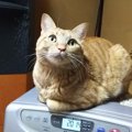 猫には幽霊が見えてる？よくする『不気味な行動』５つ