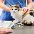 猫も高血圧になるって知ってた？目に見えない病気のリスクと、今できるチ…