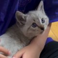 キャリーの中から『シャー』と必死に威嚇していた子猫→そっと抱っこしてみ…