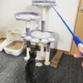 狭いマンション住まいの猫のちゃんストレス解消グッズ！！！！