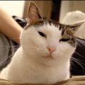 猫を飼いたくなるかも！？優しい猫さんの日常！