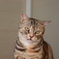 猫に絶対NGな『話し方』4つ！続けているとどうなるの？