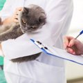 【獣医師が解説】保護猫をはじめて動物病院につれていくときに知っておい…