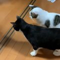 AIロボットにおやつをもらう猫ちゃんたち！？