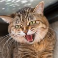 猫が毛を『逆立てる』タイミング3つ！そのとき絶対してはいけない行為…