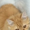 家を出た直後、振り返って『窓』を見たら…猫がくわえていた『まさかの…