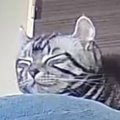 『1454万表示』ペットカメラを見てみたら、猫が……とんでもなく尊い光景に…