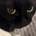 ママの膝に乗りたい『甘えん坊の黒猫』→そばにやって来ると…尊すぎる…