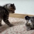 はじめての『やんのかステップ』子猫ちゃんデビューの瞬間！