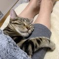 猫の寝相で分かる『愛され度』チェック項目３つ