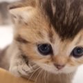 箱から自力で脱走した子猫の冒険が癒されすぎると話題に　尊い光景に…