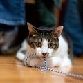 猫の『異食』を防止する方法5つ！どんなものを誤飲しやすいの？