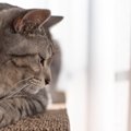 愛猫に『孤独だニャ…』と感じさせてしまうNG行為3選　エコひいき、無視…猫…