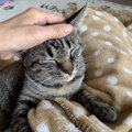 猫が『本当に心を開いた』人だけに見せる５つの仕草