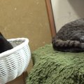 意外と距離が近い猫ちゃんたち、じーっと見つめ合って…