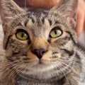 週1で家にくるおばあちゃんに猫が『ブラッシング』されると…可愛すぎ…