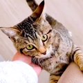 朝、家事中のママ→保護子猫がひたすら後を追いかけて…まるで人間の赤ちゃ…