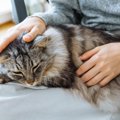 猫の病気の中でも恐れられている『慢性腎臓病』の特徴2つ　発覚した後に飼…