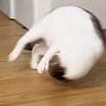 何かに狙いを定めた猫→勢いよく走り出すと、『次の瞬間』…まさかの『動き…