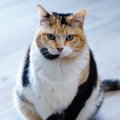 麗しや！まるで『振り袖』を着ているかのような三毛猫さんが大人気♡