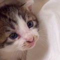 犬との散歩中に鳴き声がすると思ったら『道路の端っこに子猫』が…救われた…